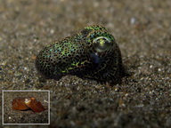 Scuba Dive in Anilao - Underwater Macro Photography, Anilao Muck dive